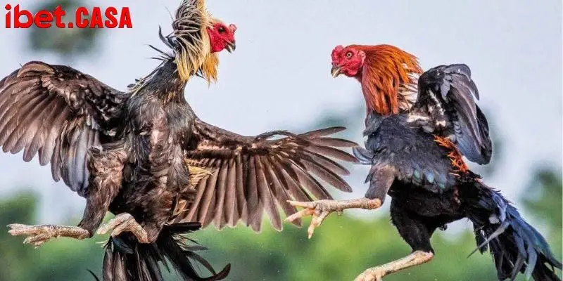 Sẽ có 2 trọng tài để theo dõi trận đấu đảm bảo công bằng