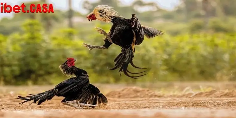 da ga c1 1 Đá gà C1 có quy mô cực kỳ hoành tráng