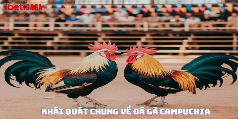 Khái quát chung về đá gà Campuchia