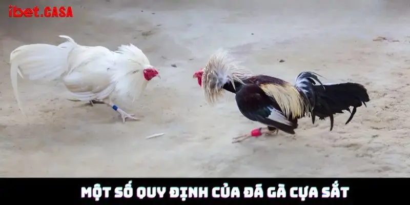 Một số quy định của đá gà cựa sắt 