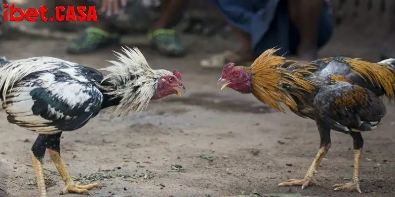 nguoi xem khong the roi mat khoi cuoc chien nay Tham gia đá gà IBET an toàn