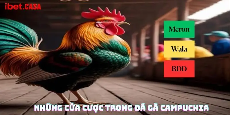 Những cửa cược trong đá gà Campuchia