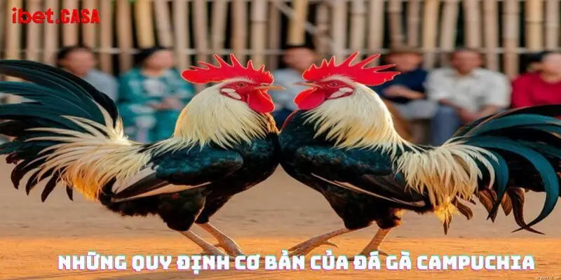Những quy định cơ bản của đá gà Campuchia