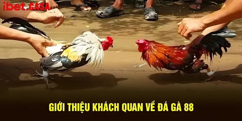 tong quan thong tin gioi thieu ve sieu pham da ga 88 Tổng quan thông tin giới thiệu về siêu phẩm đá gà 88